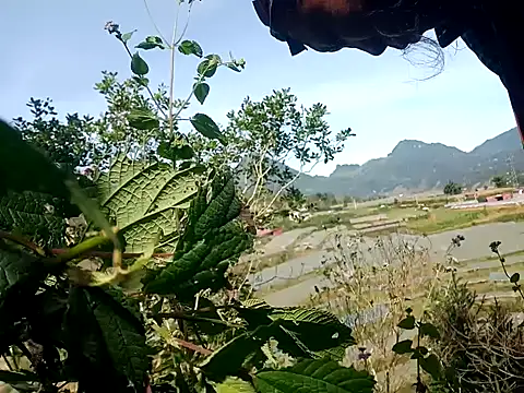 nui-show online show from 7, 11, 2025