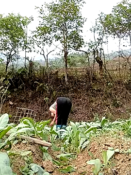 Noelle-e online show from 7, 4, 2026