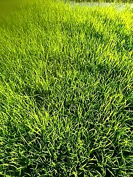 blonde blg online show from 12, 4, 2026