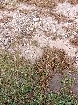 Snapshot of sexygosht chatting on 1, 12, 2025 sexygosht online show from 1, 12, 2025