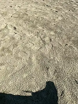 ratemydickbabe online show from 1, 12, 2025