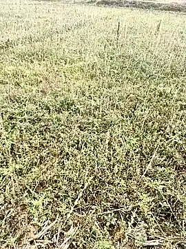 Sheela Sex90 online show from 6, 4, 2026