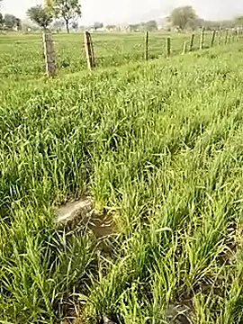 hornycouple20000 online show from 9, 1, 2026