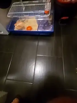 81czacha8107 online show from 27, 3, 2026