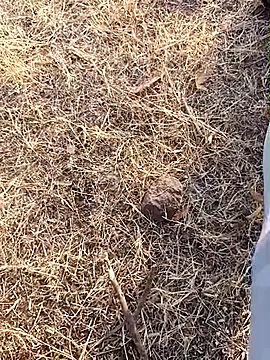 babu bull online show from 13, 2, 2026