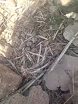 Snapshot of Cute_Boy_4 chatting on 18, 2, 2026 Cute Boy 4 online show from 18, 2, 2026