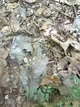 kalai 32 online show from 4, 2, 2026