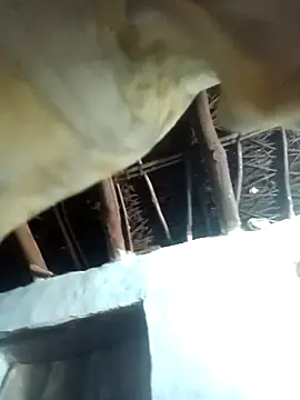 Manu mehta online show from 6, 4, 2026