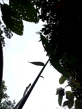 Linka998 online show from 3, 4, 2026