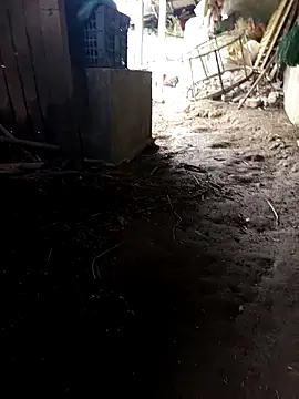 hungdecu online show from 5, 3, 2026