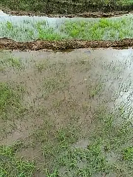lyly sexx online show from 4, 5, 2026