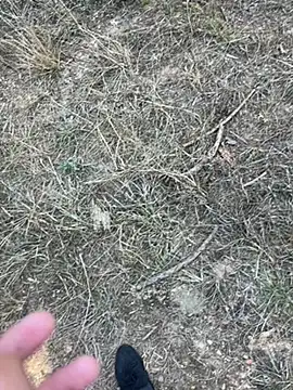 yingzi003 online show from 7, 4, 2026