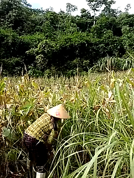 Mye kiss online show from 11, 7, 2026