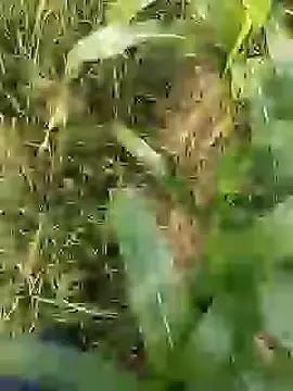 ThethunderPo online show from 29, 3, 2026