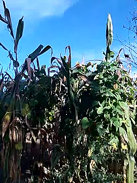 Snapshot of sarpe4 chatting on 28, 9, 2025 sarpe4 online show from 28, 9, 2025