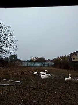 Snapshot of sarpe4 chatting on 2, 11, 2025 sarpe4 online show from 2, 11, 2025