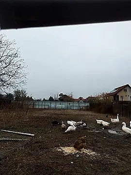 Snapshot of sarpe4 chatting on 8, 11, 2025 sarpe4 online show from 8, 11, 2025