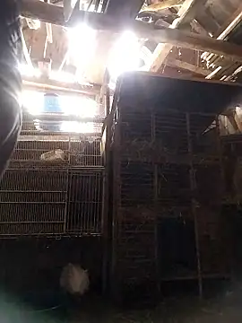 sarpe4 online show from 10, 1, 2026