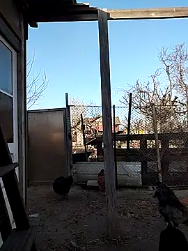 Snapshot of sarpe4 chatting on 15, 4, 2026 sarpe4 online show from 15, 4, 2026