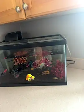 lovely beast online show from 16, 12, 2025