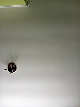 NiceHunter89 online show from 20, 2, 2025