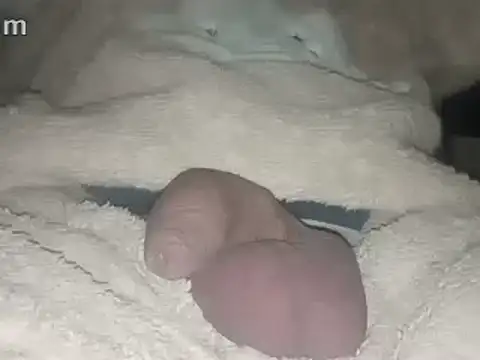 Bigdick666cm online show from 22, 2, 2025