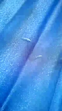 Luismiguel55 online show from 8, 3, 2025