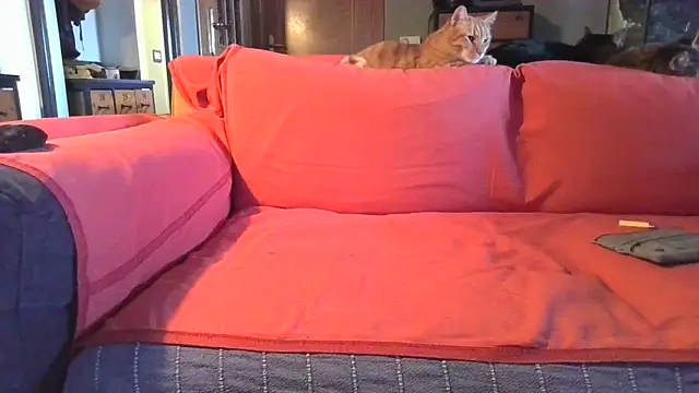 naked bear online show from 5, 2, 2025