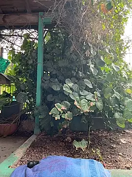 sofy alone online show from 5, 3, 2026