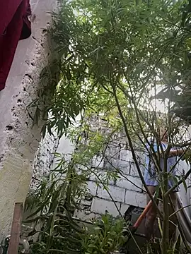 Snapshot of Alicbranca chatting on 12, 3, 2026 Alicbranca online show from 12, 3, 2026