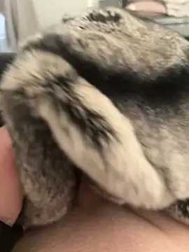 Furdale online show from 24, 2, 2025