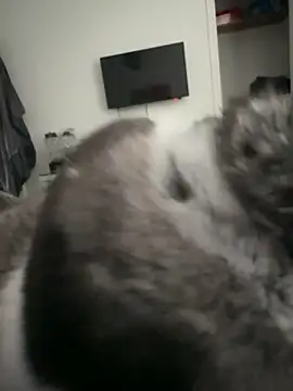 Furdale online show from 18, 9, 2025