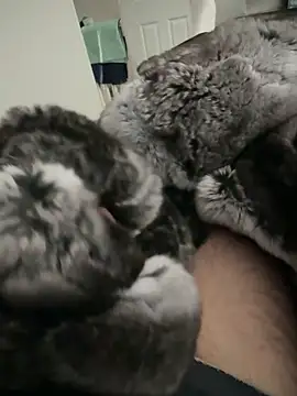 Furdale online show from 24, 9, 2025