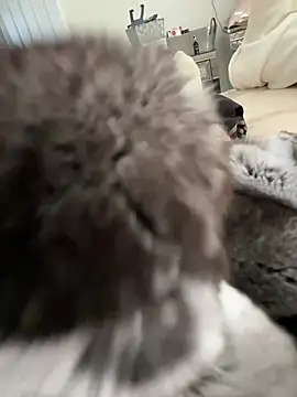 Furdale online show from 3, 3, 2026