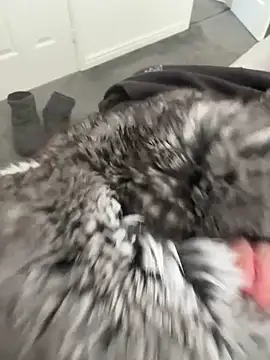 Furdale online show from 16, 4, 2026