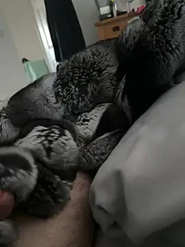 Furdale online show from 21, 4, 2026