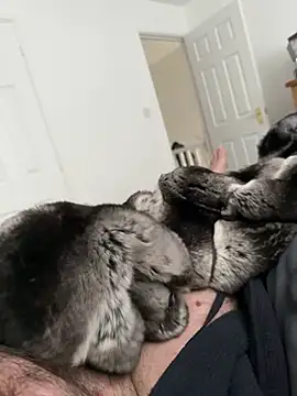 Furdale online show from 25, 4, 2026