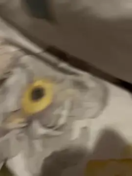 Snapshot of sweetmystery1 chatting on 13, 3, 2025 sweetmystery1 online show from 13, 3, 2025