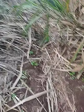 india cobra online show from 25, 10, 2025