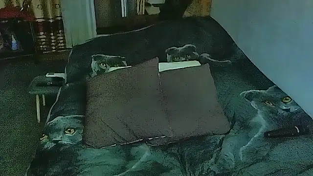 sex2 online show from 10, 11, 2025