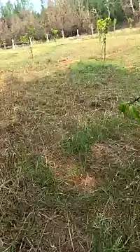 Gopal1243 online show from 11, 2, 2025