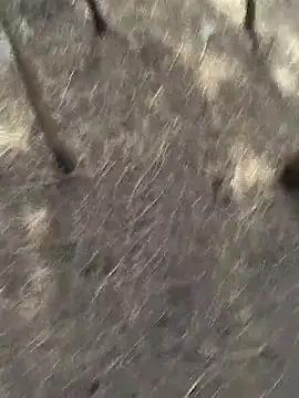 Gopal1243 online show from 20, 11, 2025