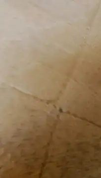 LULE37587001 online show from 20, 2, 2026