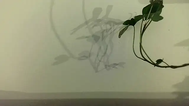 fdd13 online show from 18, 2, 2025