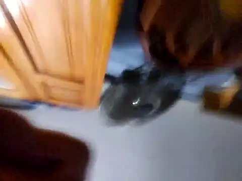 Daza67 online show from 5, 4, 2026