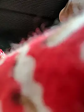 Kolkata   Boy online show from 16, 11, 2025